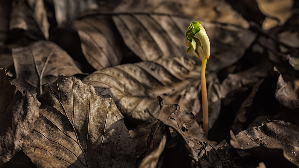 Platz 5 Willi Bitzer